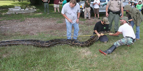 Magic World Cup snake seized in South Africa - Capital Lifestyle