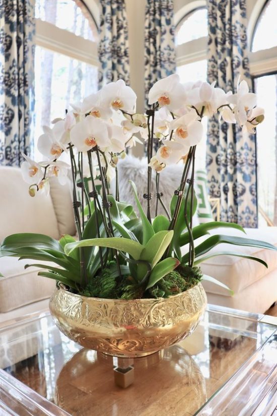 Feng Shui: 7 Plants That Will Bring Luck and Good Fortune to Your Home ...