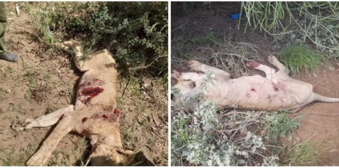 Six more lions speared to death by Kenyan herders just days after