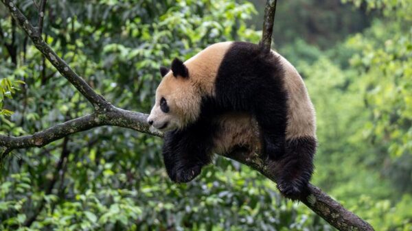 chengdu pandas visit