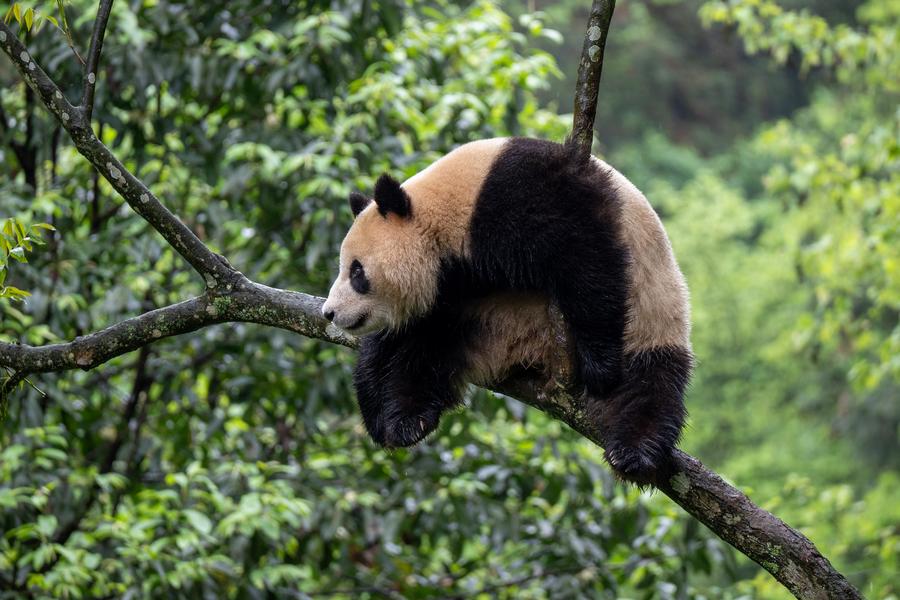 chengdu pandas visit