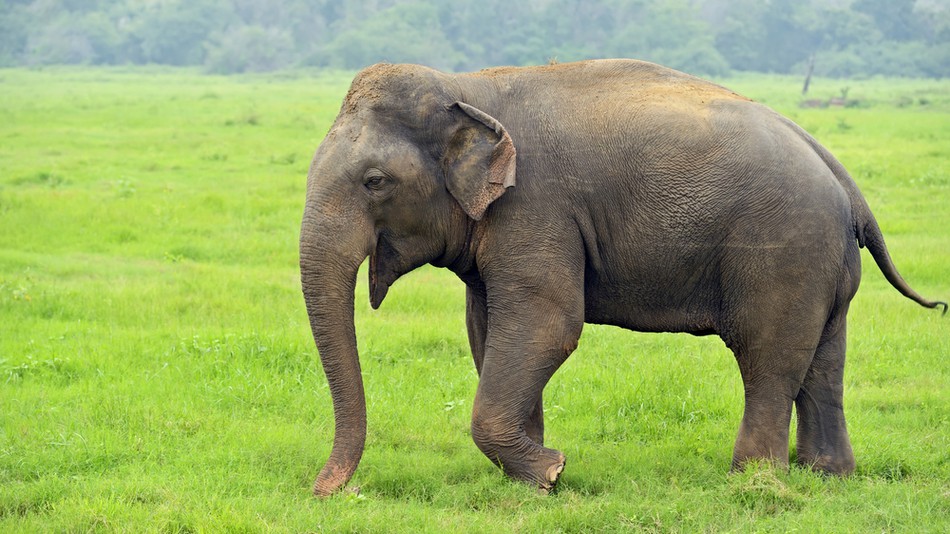 Sexual tension drives elephant to trample park ranger - The Sauce